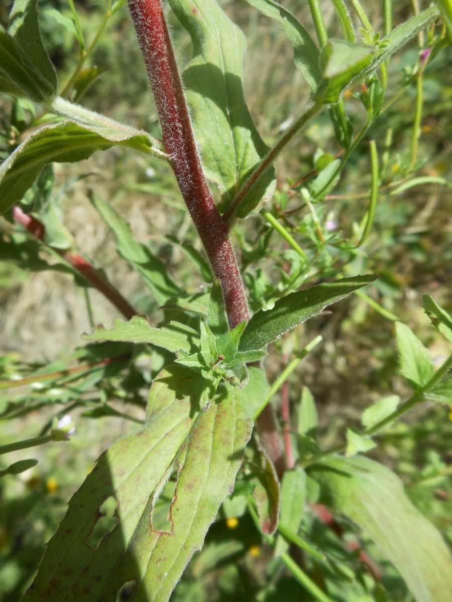 Epilobium parviflorum / Garofanino minore